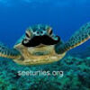 homieturtle